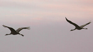 Common Crane