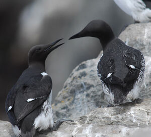 Guillemot de Tro�l 
&copy; Jean-Louis Corsin