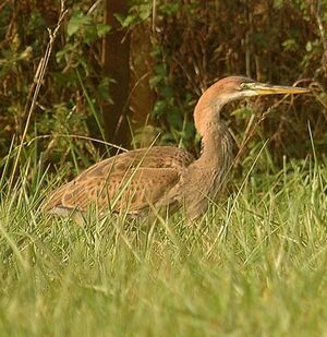 Purple Heron