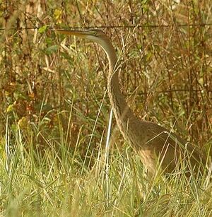 Purple Heron
