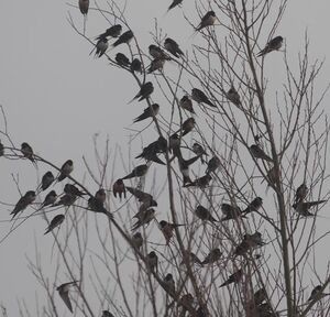 Barn Swallow