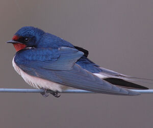 Barn Swallow