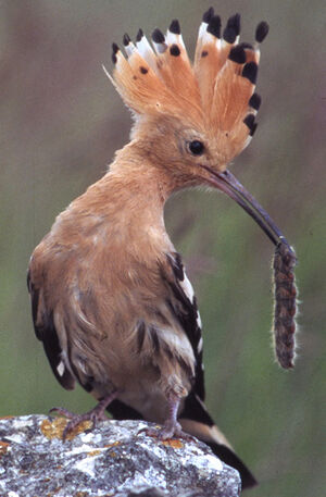 Eurasian Hoopoe 
&copy; Jean-Louis Corsin