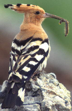 Eurasian Hoopoe 
&copy; Jean-Louis Corsin