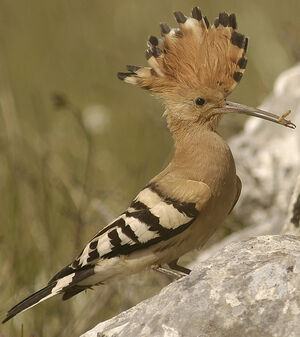 Eurasian Hoopoe 
&copy; Jean-Louis Corsin