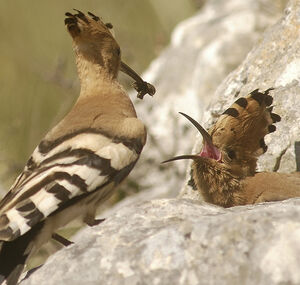Eurasian Hoopoe 
&copy; Jean-Louis Corsin