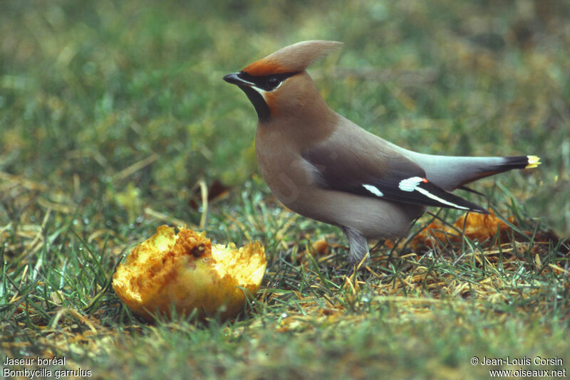 Bohemian Waxwing female First year