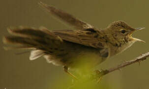 Common Grasshopper Warbler