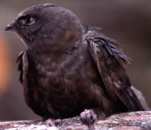 Common Swift 
&copy; Jean-Louis Corsin