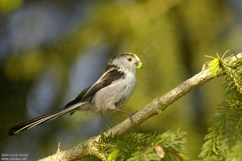 Mésange à longue queue - Aegithalos caudatus