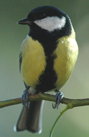 Great Tit 
&copy; Jean-Louis Corsin