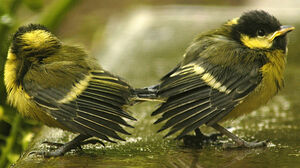 Great Tit 
&copy; Jean-Louis Corsin