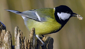 Great Tit 
&copy; Jean-Louis Corsin