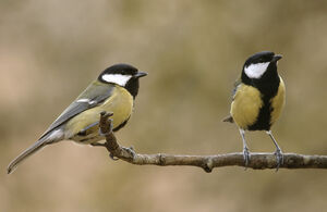 Great Tit 
&copy; Jean-Louis Corsin