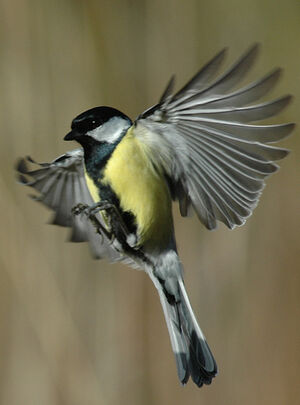 Great Tit 
&copy; Jean-Louis Corsin