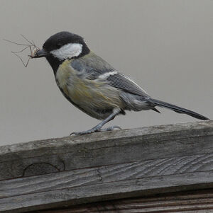Great Tit