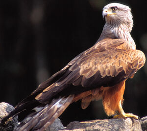 Red Kite