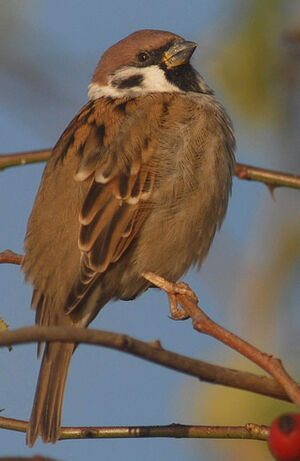 Moineau friquet 
&copy; Jean-Louis Corsin