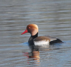 Red-crested Pochard