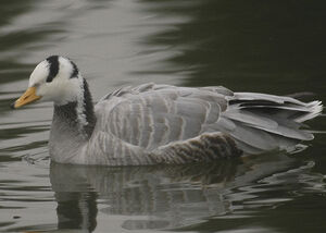 Bar-headed Goose