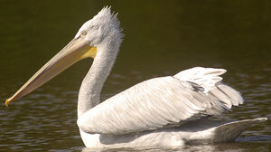 Dalmatian Pelican