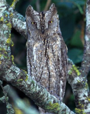 Petit-duc scops 
&copy; Jean-Louis Corsin