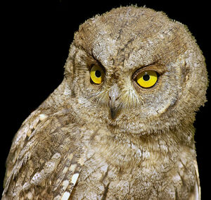 Petit-duc scops 
&copy; Jean-Louis Corsin