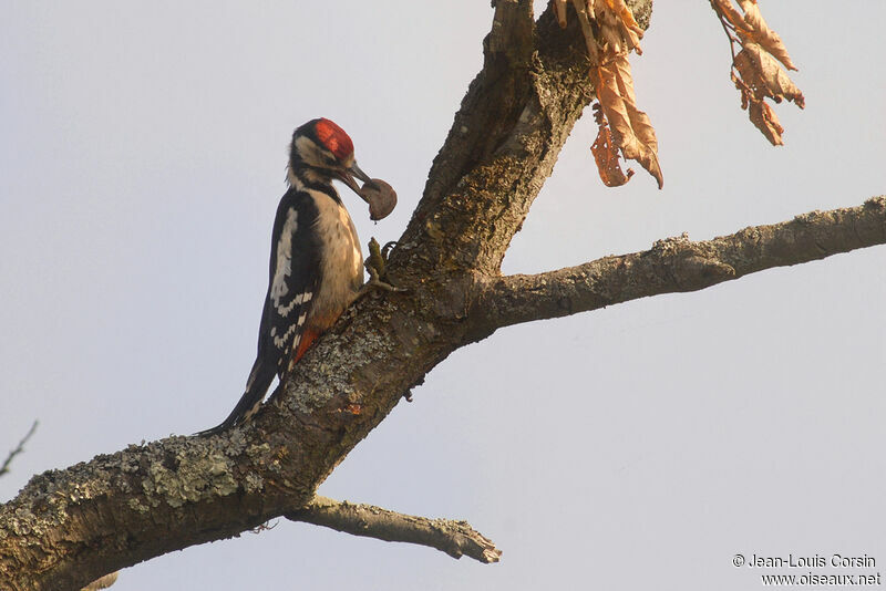 Great Spotted Woodpeckerjuvenile