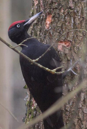 Black Woodpecker
