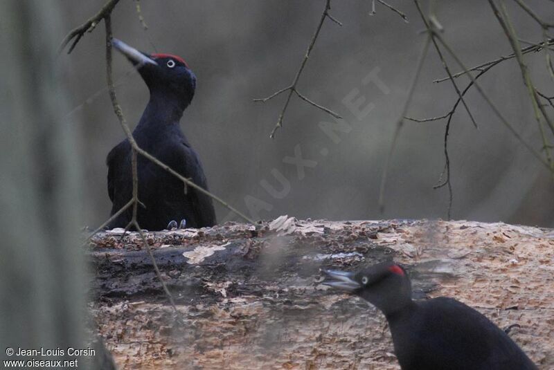 Black Woodpecker 