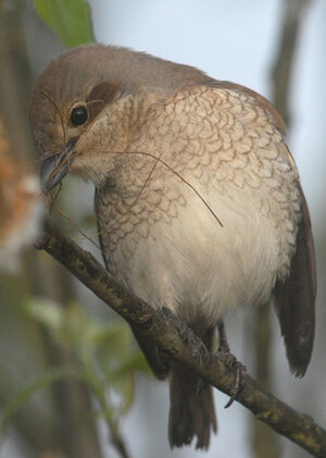 Red-backed Shrike 
&copy; Jean-Louis Corsin