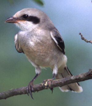 Great Grey Shrike 
&copy; Jean-Louis Corsin
