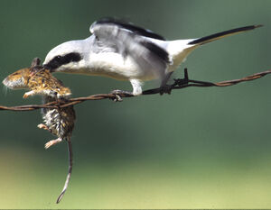 Great Grey Shrike 
&copy; Jean-Louis Corsin