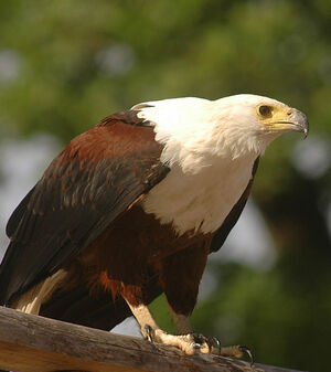 African Fish Eagle