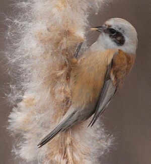 Rémiz penduline