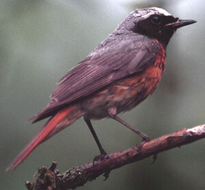 Common Redstart 
&copy; Jean-Louis Corsin