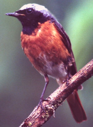 Common Redstart 
&copy; Jean-Louis Corsin