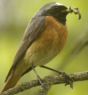 Common Redstart 
&copy; Jean-Louis Corsin
