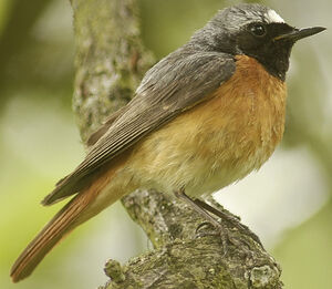 Common Redstart 
&copy; Jean-Louis Corsin