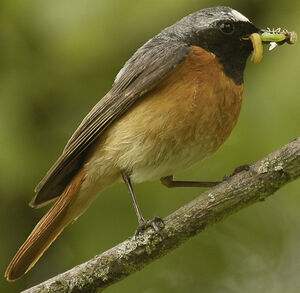 Common Redstart 
&copy; Jean-Louis Corsin