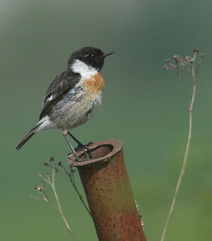 European Stonechat 
&copy; Jean-Louis Corsin