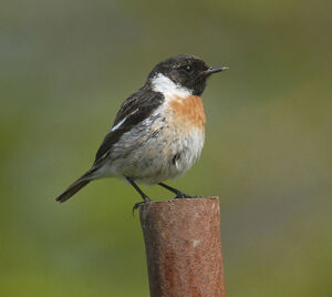 European Stonechat 
&copy; Jean-Louis Corsin