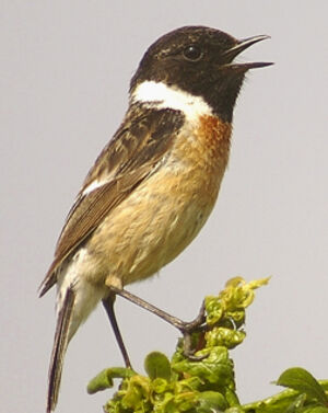 European Stonechat 
&copy; Jean-Louis Corsin