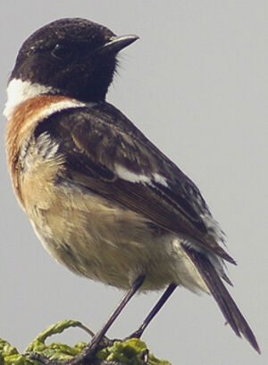 European Stonechat 
&copy; Jean-Louis Corsin