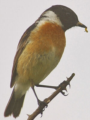 European Stonechat 
&copy; Jean-Louis Corsin
