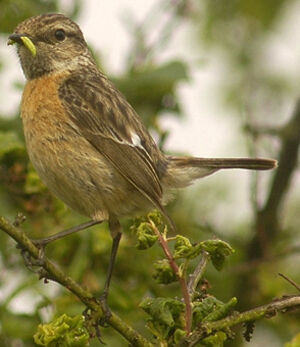 European Stonechat 
&copy; Jean-Louis Corsin