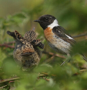 European Stonechat 
&copy; Jean-Louis Corsin