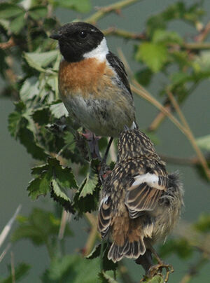 European Stonechat 
&copy; Jean-Louis Corsin
