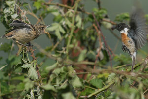 European Stonechat 
&copy; Jean-Louis Corsin