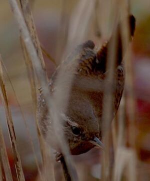 Troglodyte mignon
